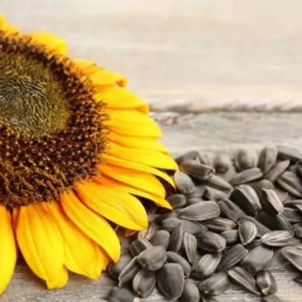 How Sunflower Seed Can Improve Your Life