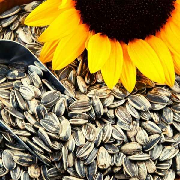 The Taste That Takes You To Peaks With Sunflower Seeds; Pickled Sunflower Seeds