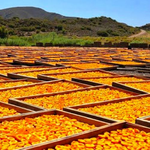 Grows in Malatya, Processed in Nazilli, Benefits Never End by Counting